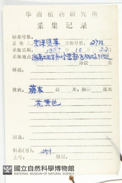 戟葉菜欒藤藏品圖，第2張