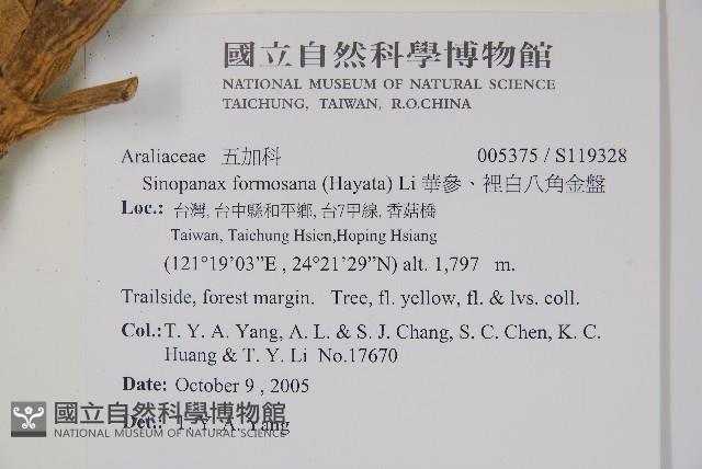 華參、裡白八角金盤藏品圖，第5張