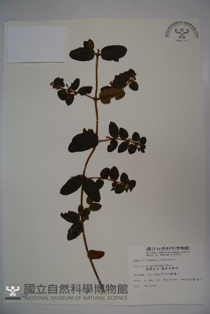 無梗忍冬藏品圖，第1張