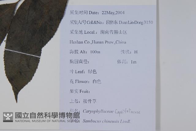 冇骨消藏品圖，第2張