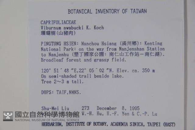 珊瑚樹藏品圖，第2張