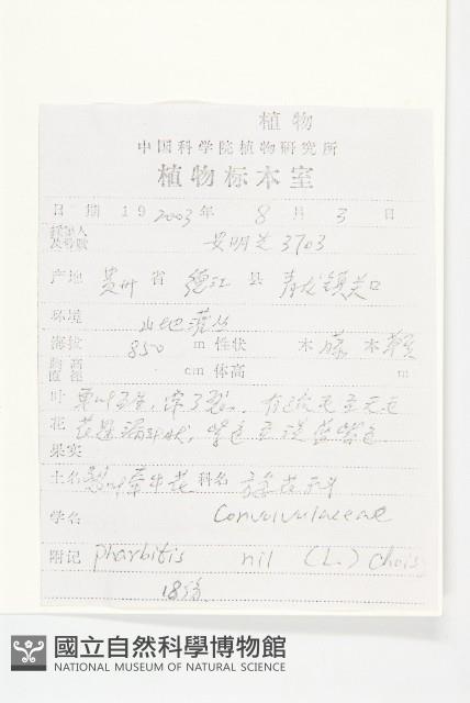 裂葉牽牛藏品圖，第2張
