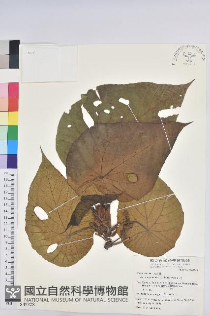 血桐藏品圖，第1張