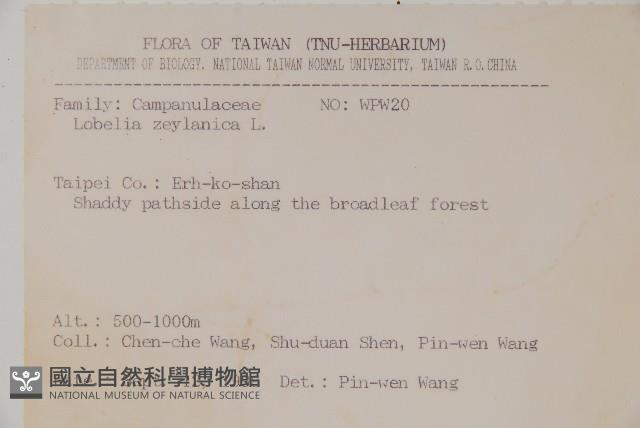 圓葉山梗菜藏品圖，第2張