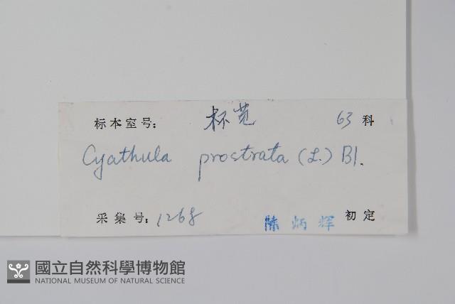 假川牛膝藏品圖，第2張