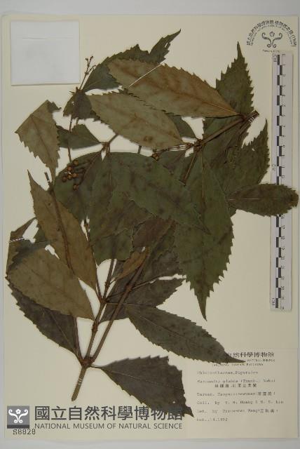 草珊瑚、紅果金粟蘭藏品圖，第1張