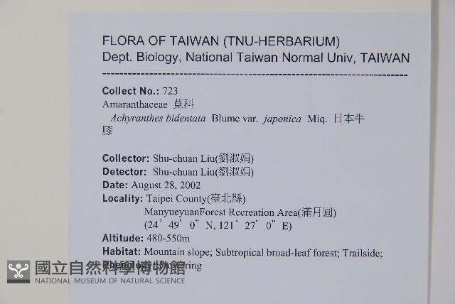 日本牛膝藏品圖，第2張