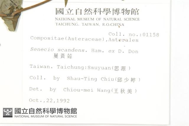 蔓黃菀藏品圖，第2張