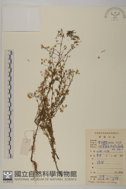 加拿大蓬藏品圖，第1張