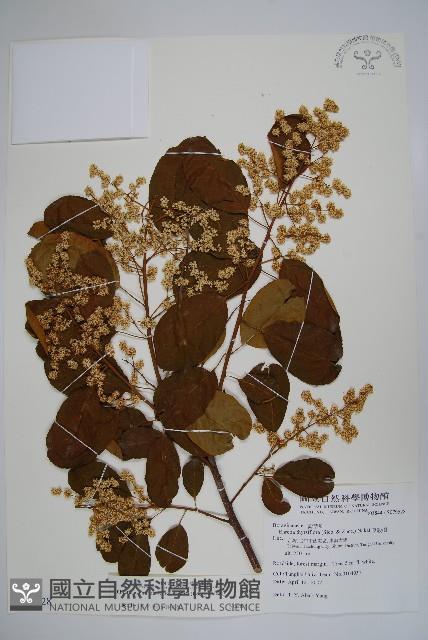 厚殼樹藏品圖，第1張