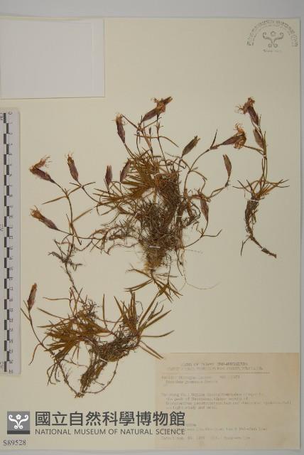 玉山石竹藏品圖，第1張