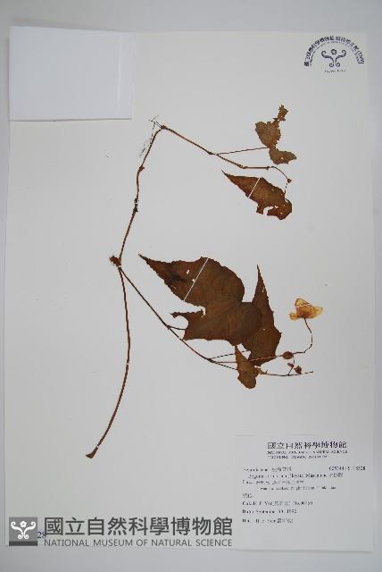 水鴨腳藏品圖，第1張