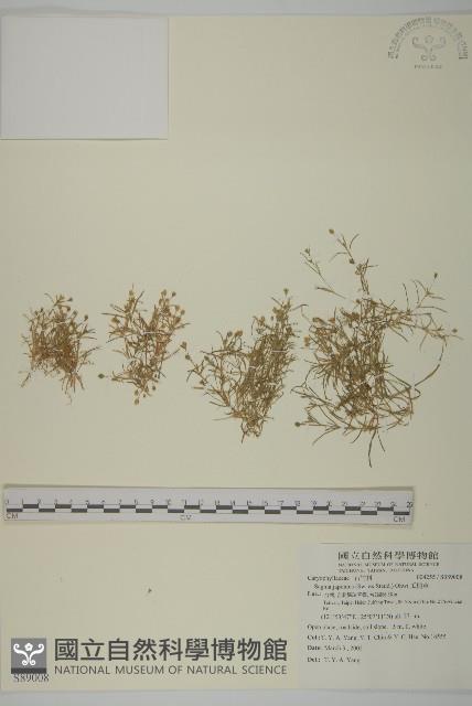瓜槌草、漆姑草藏品圖，第1張