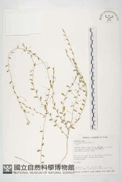 土丁桂藏品圖，第1張