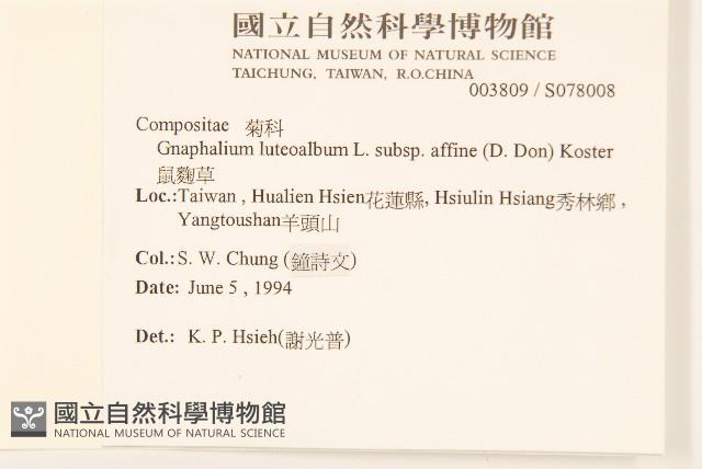 鼠麴草藏品圖，第2張