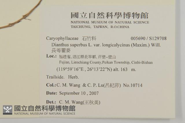 長萼瞿麥藏品圖，第2張