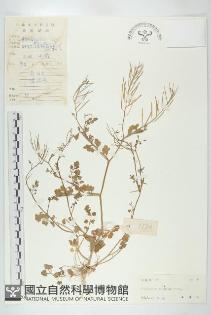 焊菜藏品圖，第1張