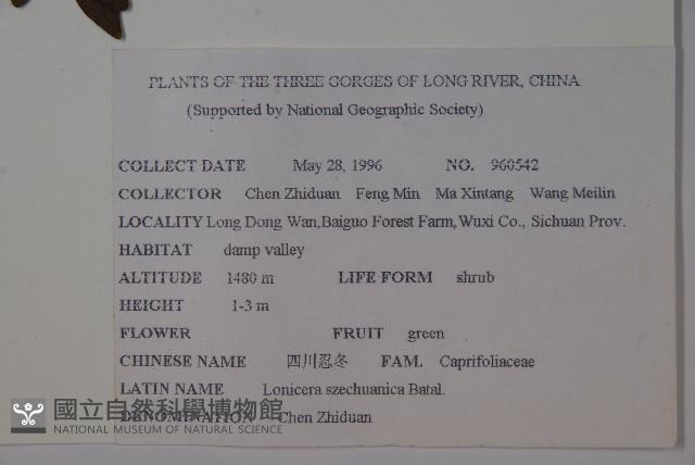 四川忍冬藏品圖，第2張