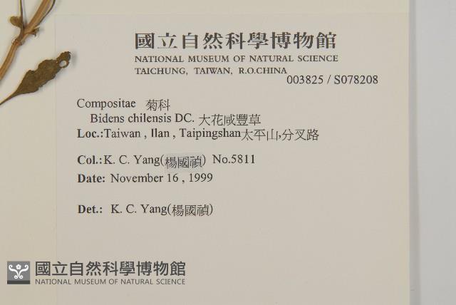 大花咸豐草藏品圖，第2張