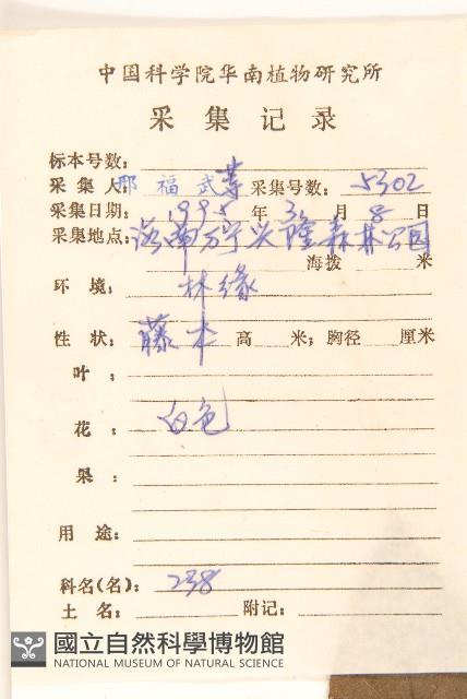 細脈斑鳩菊、毒根斑鳩菊藏品圖，第2張