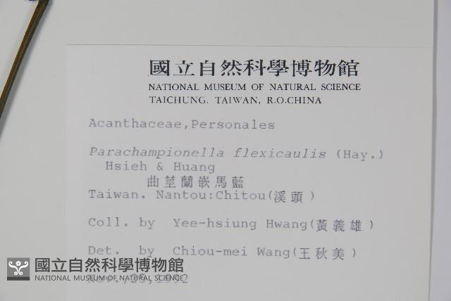 曲莖馬藍藏品圖，第2張