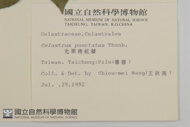 光果南蛇藤藏品圖，第2張