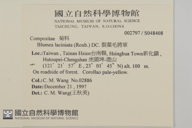 裂葉艾納香藏品圖，第2張