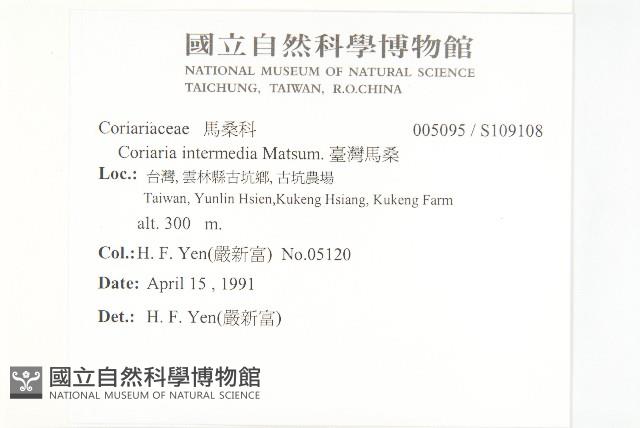 臺灣馬桑藏品圖，第2張