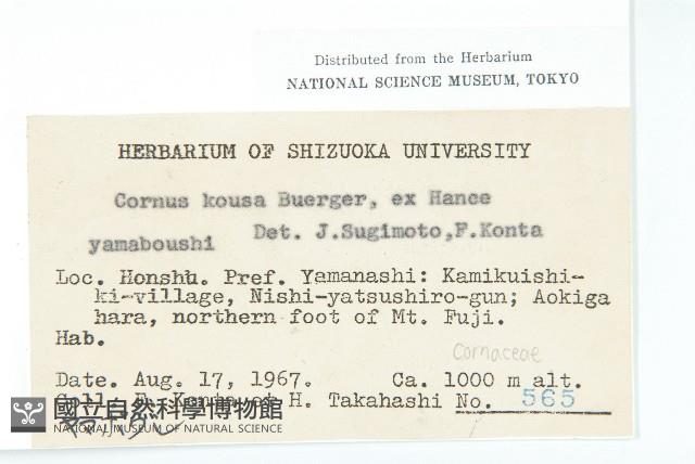 四照花藏品圖，第2張