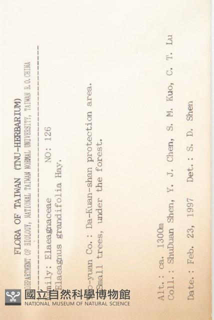 慈恩胡頹子藏品圖，第2張