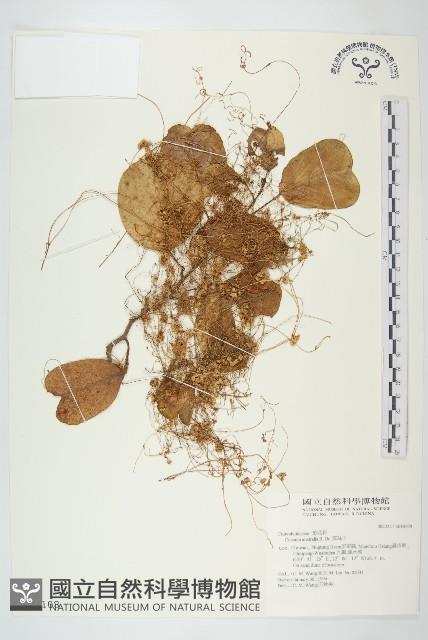 菟絲子藏品圖，第1張