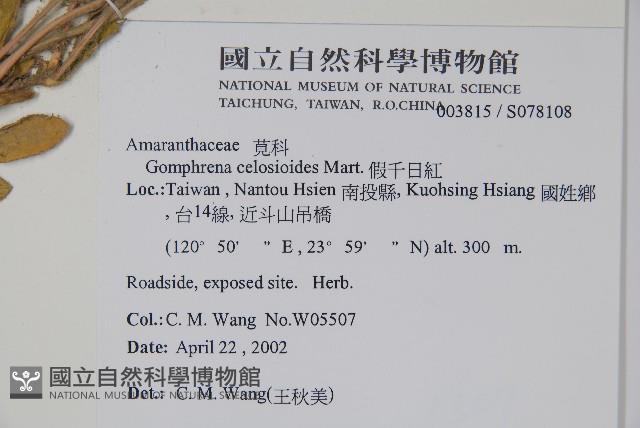 假千日紅藏品圖，第2張