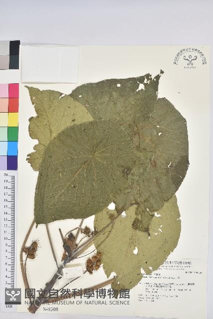 血桐藏品圖，第1張