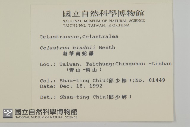 南華南蛇藤，青江藤藏品圖，第2張