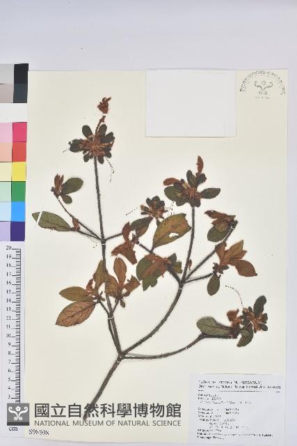 金毛杜鵑藏品圖，第1張