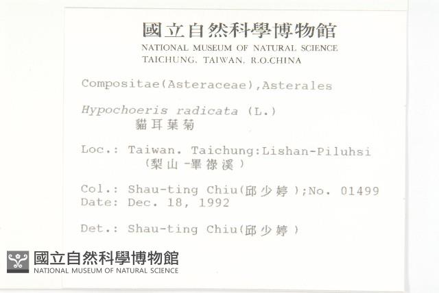 貓兒菊藏品圖，第2張