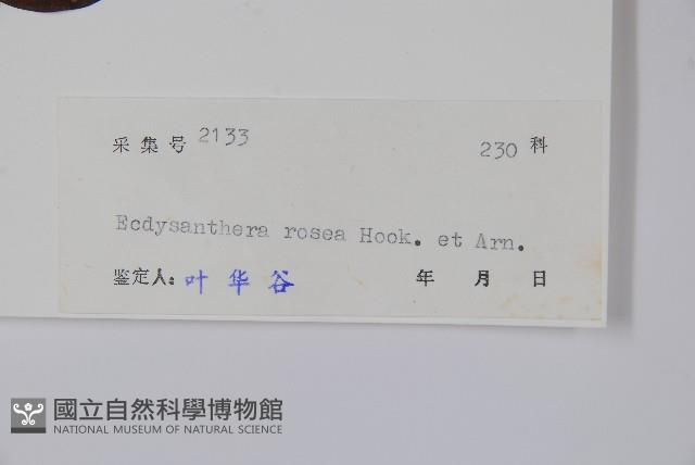 酸藤藏品圖，第2張