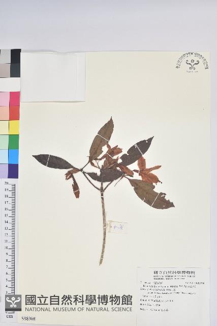 西施花、青紫木藏品圖，第1張