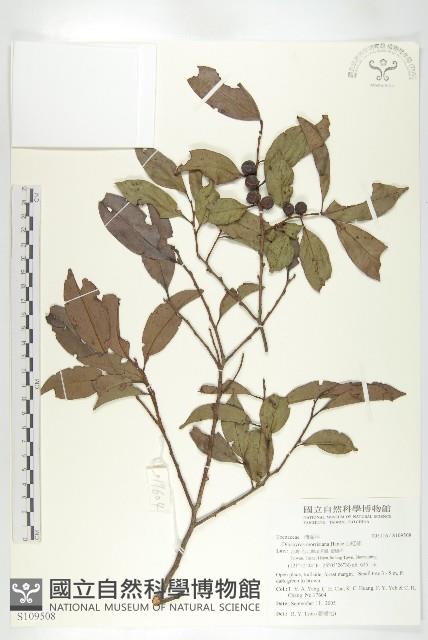 山紅柿藏品圖，第1張