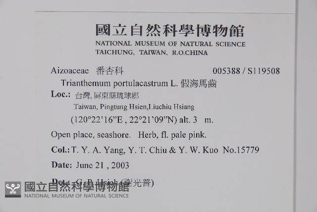 假海馬齒藏品圖，第2張