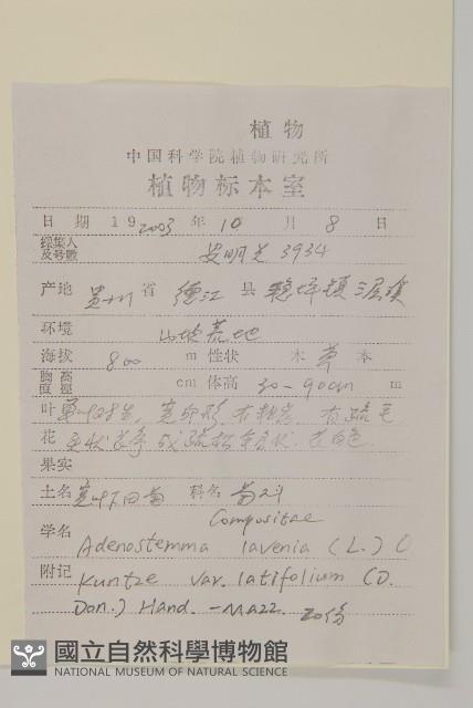 寬葉下田菊藏品圖，第2張