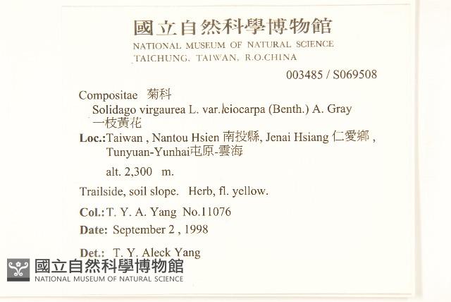 一枝黃花藏品圖，第2張