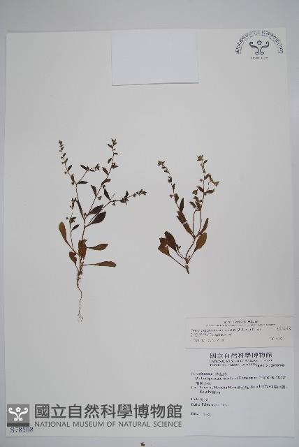 細纍子草藏品圖，第1張