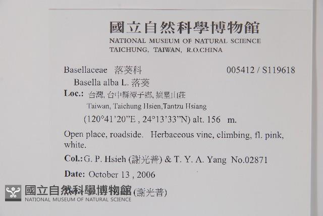 落葵藏品圖，第2張