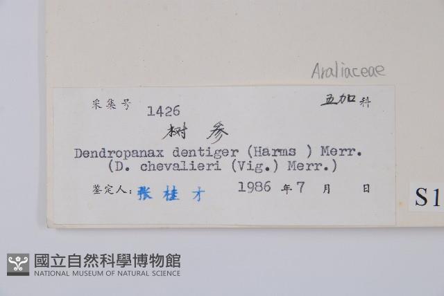 臺灣樹參藏品圖，第2張