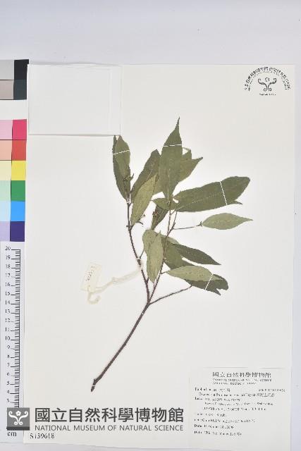 臺灣土沉香藏品圖，第1張