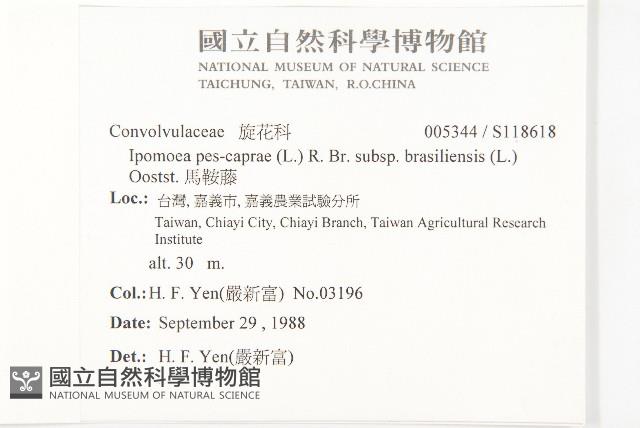 馬鞍藤藏品圖，第2張