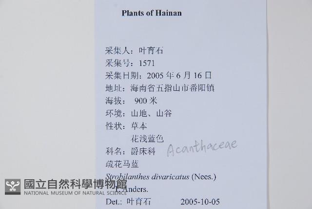 疏花馬藍藏品圖，第2張