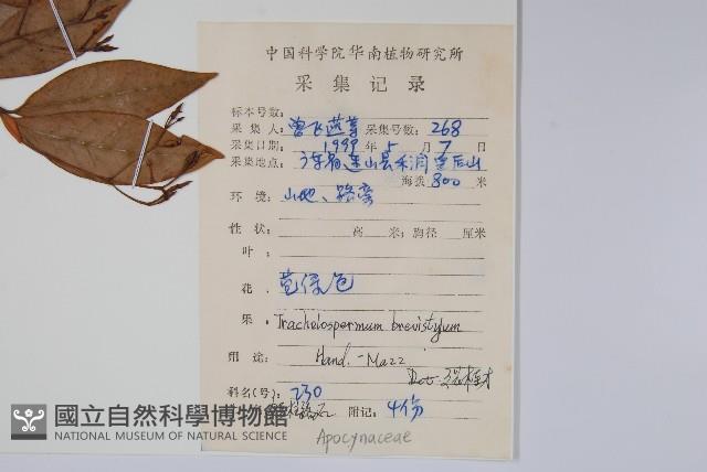 短柱絡石藏品圖，第2張