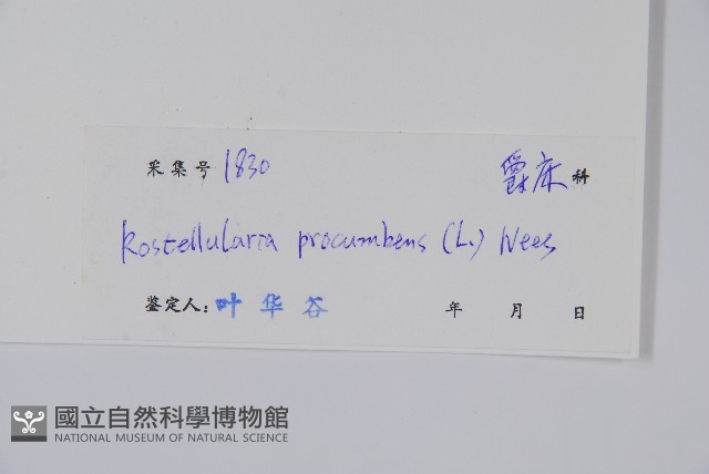 爵床、六角英藏品圖，第2張